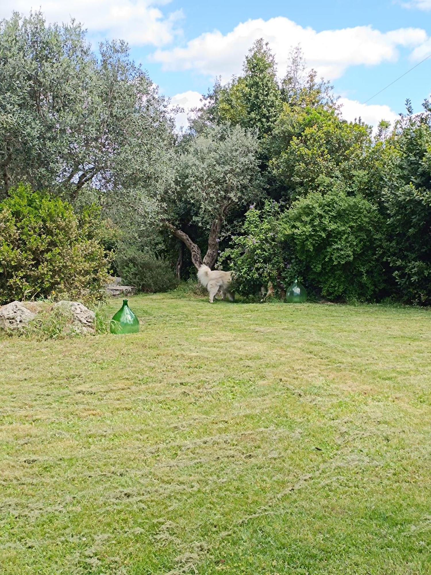 マルティナ・フランカ Trullo Galeottoヴィラ エクステリア 写真